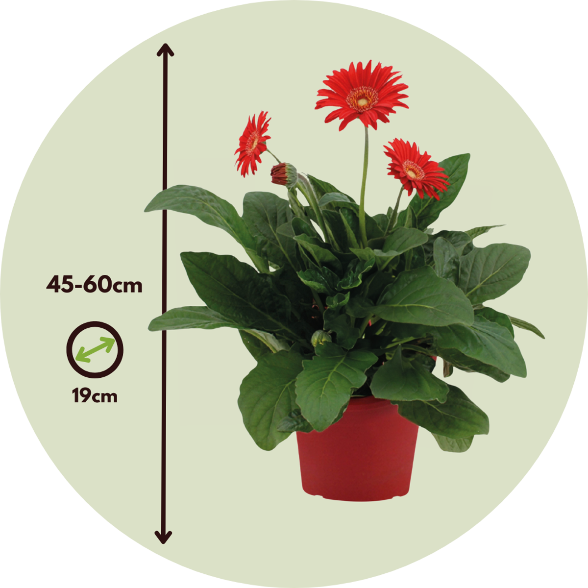 Gerbera Garvinea - Rouge - Hauteur 45-60cm - ⌀19cm