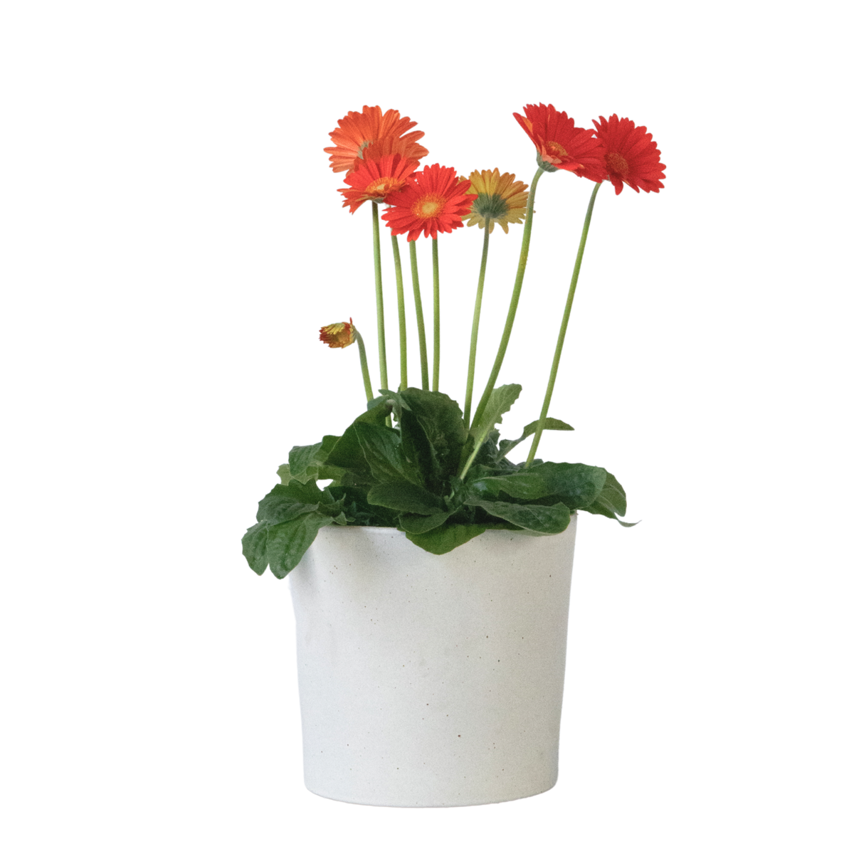Gerbera garvinea - Orange - Height 45-60cm - ⌀19cm