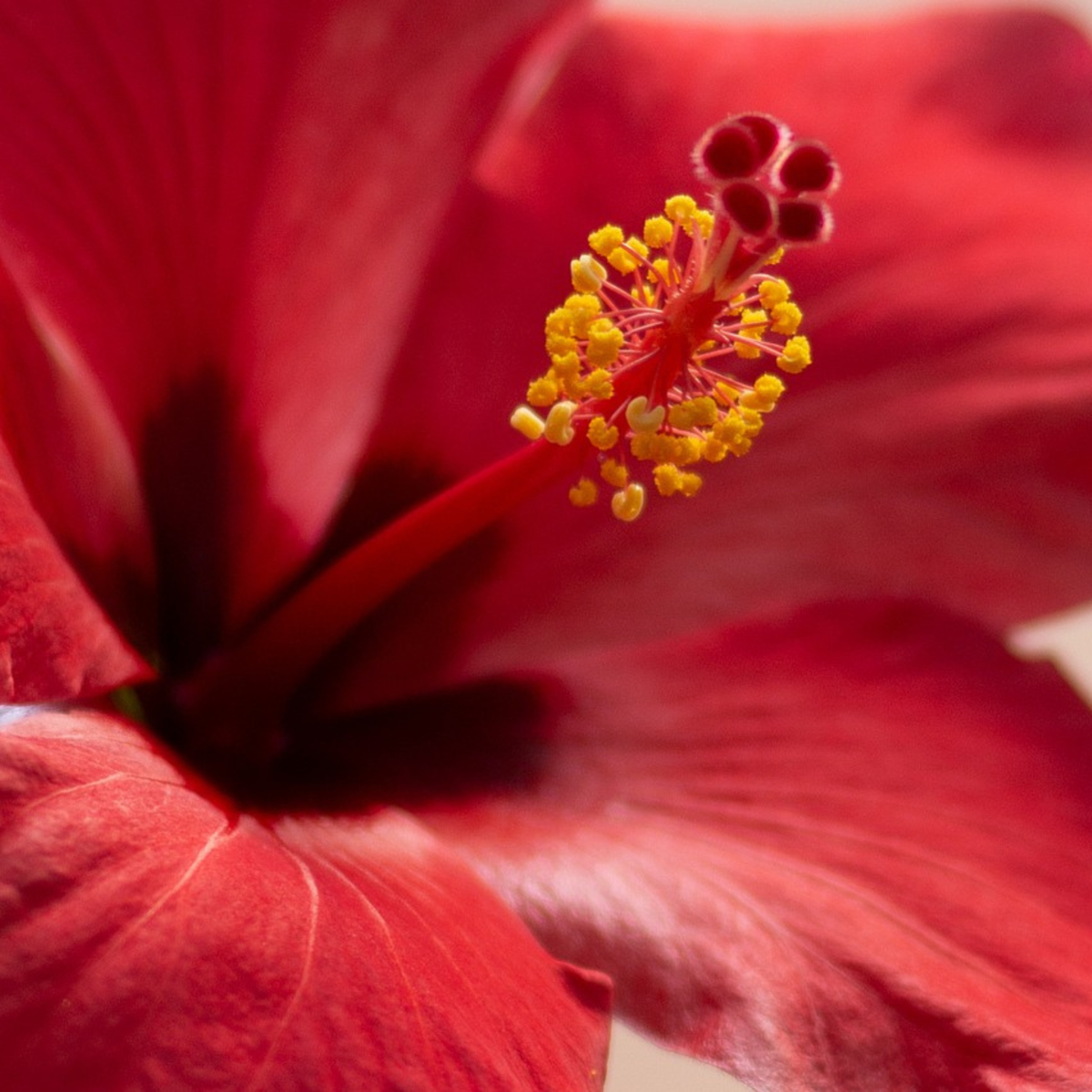 Hibiscus de Chine - Hibiscus rosa-sinensis - Hauteur 40-50cm - ø17cm
