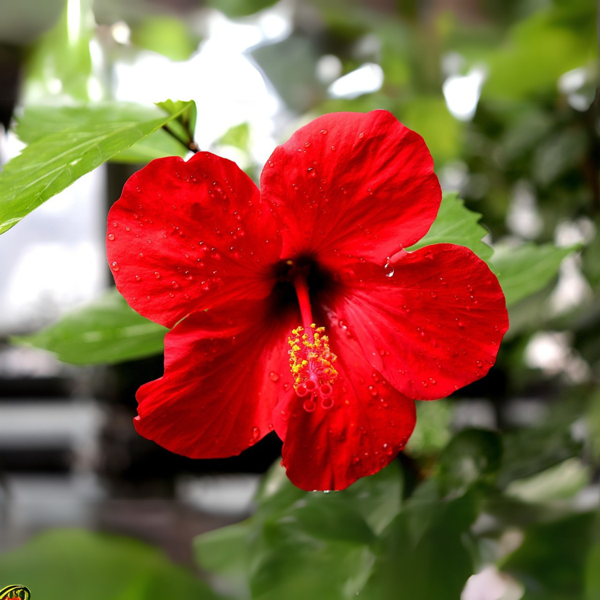 Hibiscus de Chine - Hibiscus rosa-sinensis - Hauteur 40-50cm - ø17cm