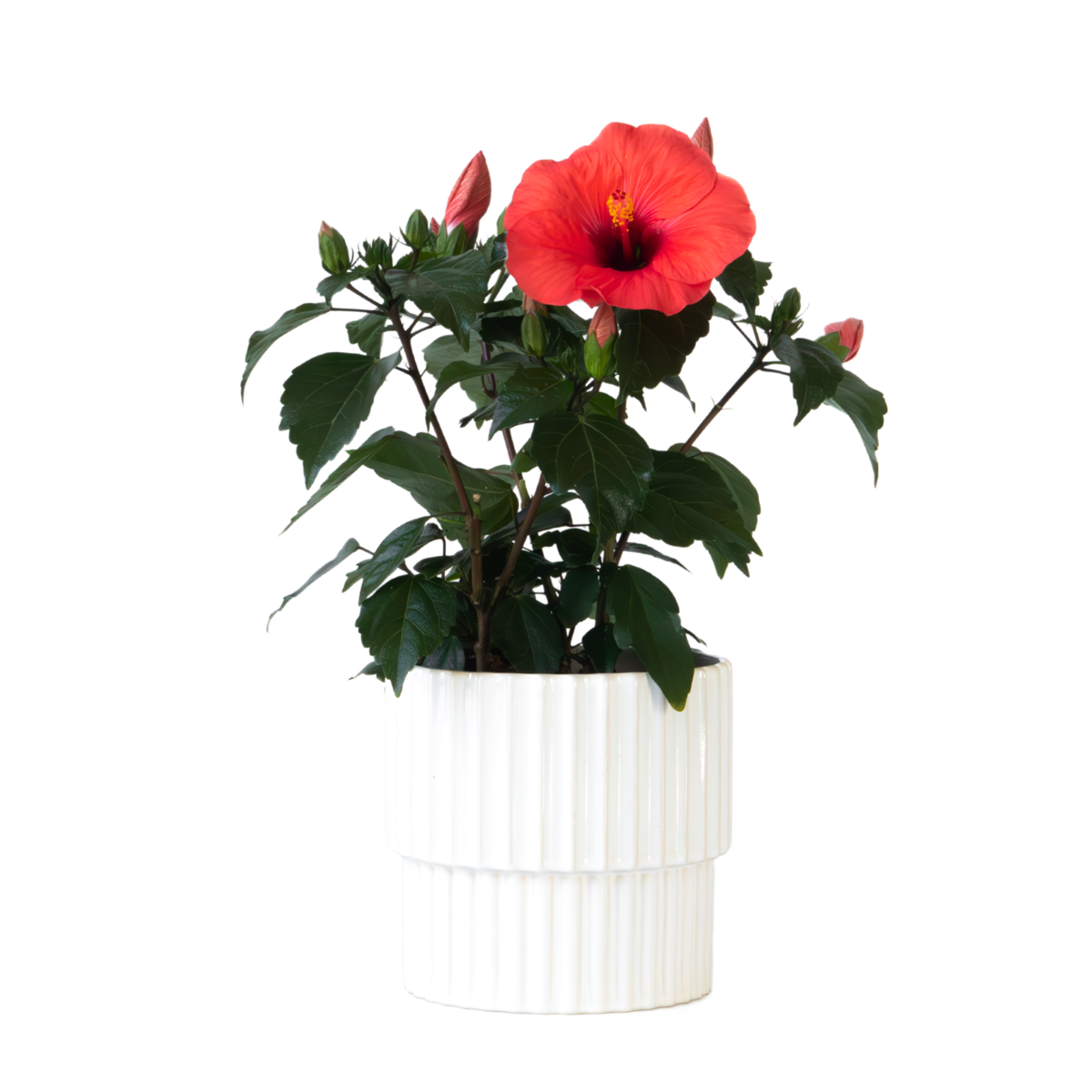 Hibiscus de Chine - Hibiscus rosa-sinensis - Hauteur 40-50cm - ø17cm