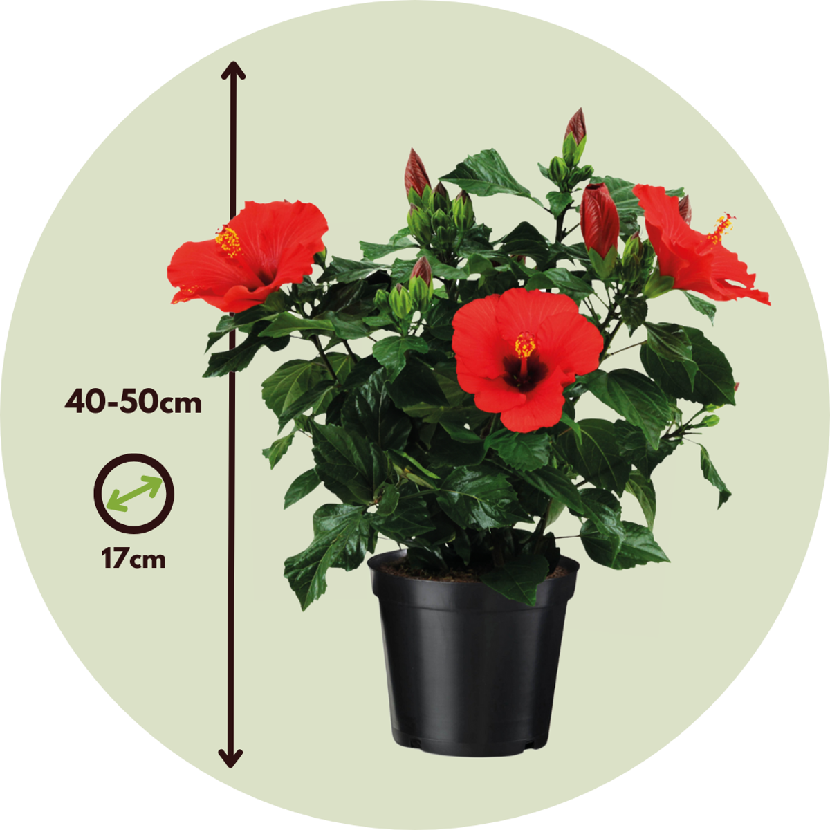 Hibiscus de Chine - Hibiscus rosa-sinensis - Hauteur 40-50cm - ø17cm
