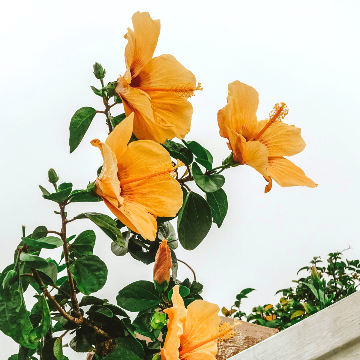 Rose de Chine - Hibiscus rosa-sinensis - Orange - Hauteur 40-50cm - ⌀17cm