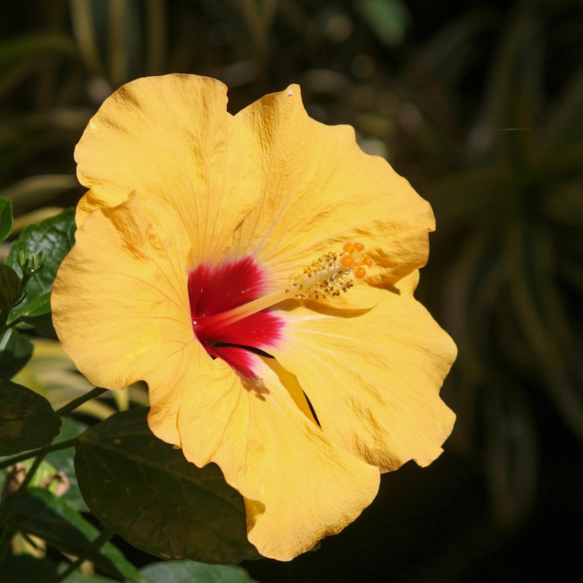 Rose de Chine - Hibiscus rosa-sinensis - Orange - Hauteur 40-50cm - ⌀17cm