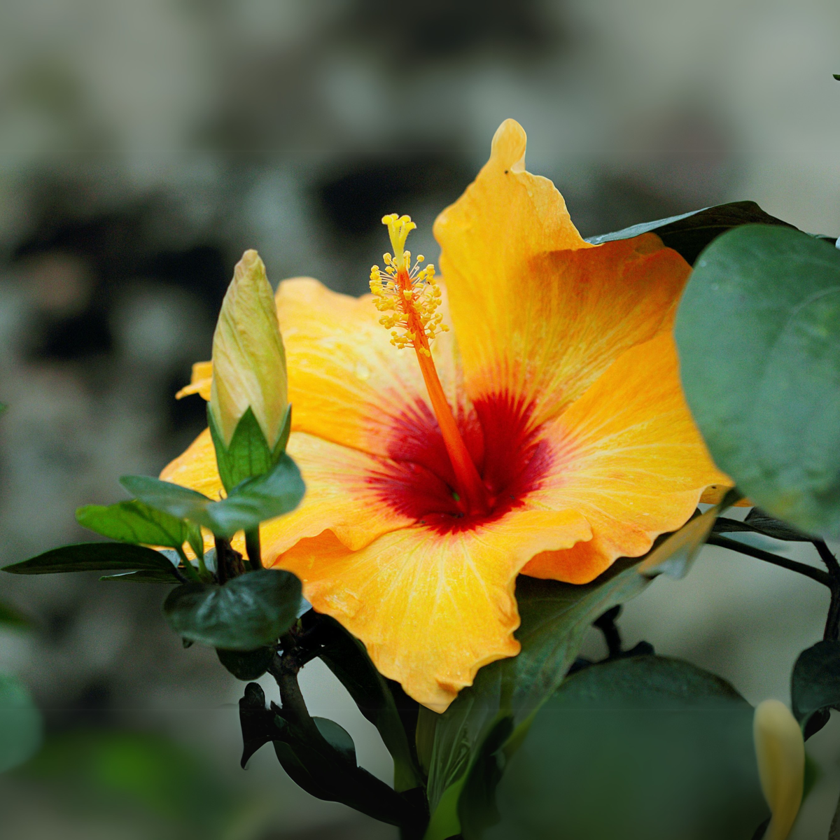 Rose de Chine - Hibiscus rosa-sinensis - Orange - Hauteur 40-50cm - ⌀17cm