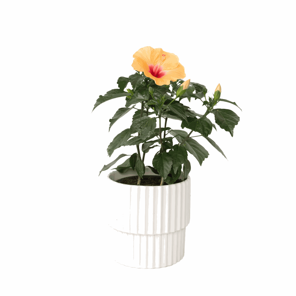 Rose de Chine - Hibiscus rosa-sinensis - Orange - Hauteur 40-50cm - ⌀17cm