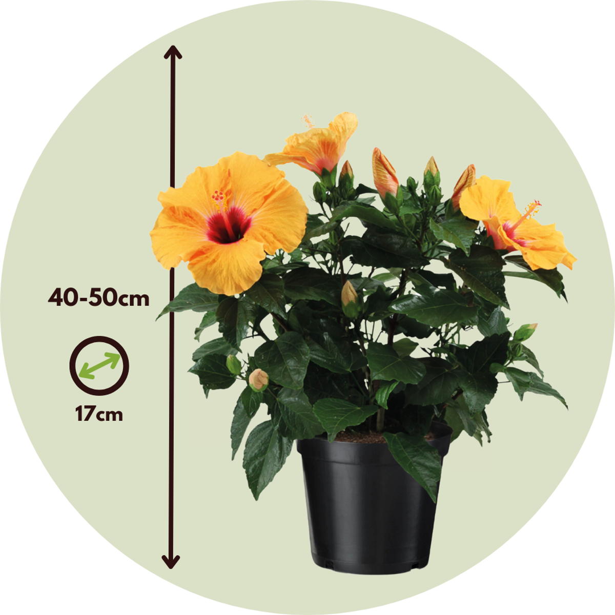 Rose de Chine - Hibiscus rosa-sinensis - Orange - Hauteur 40-50cm - ⌀17cm