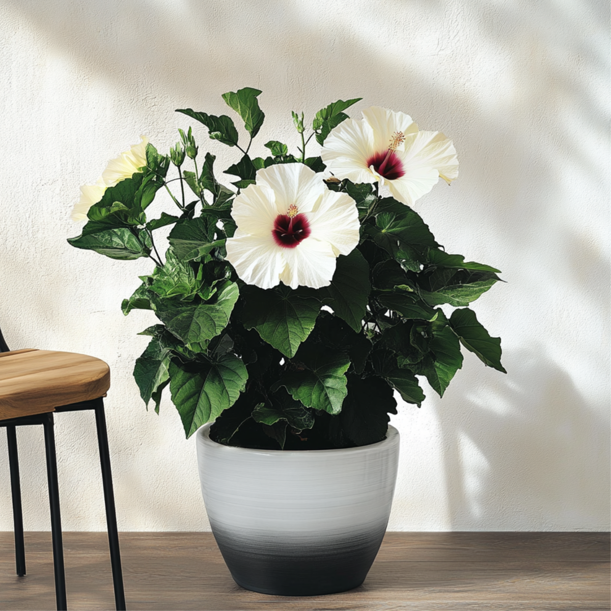 Hibiscus de Chine - Hibiscus rosa-sinensis - Hauteur 40-50cm - ø17cm