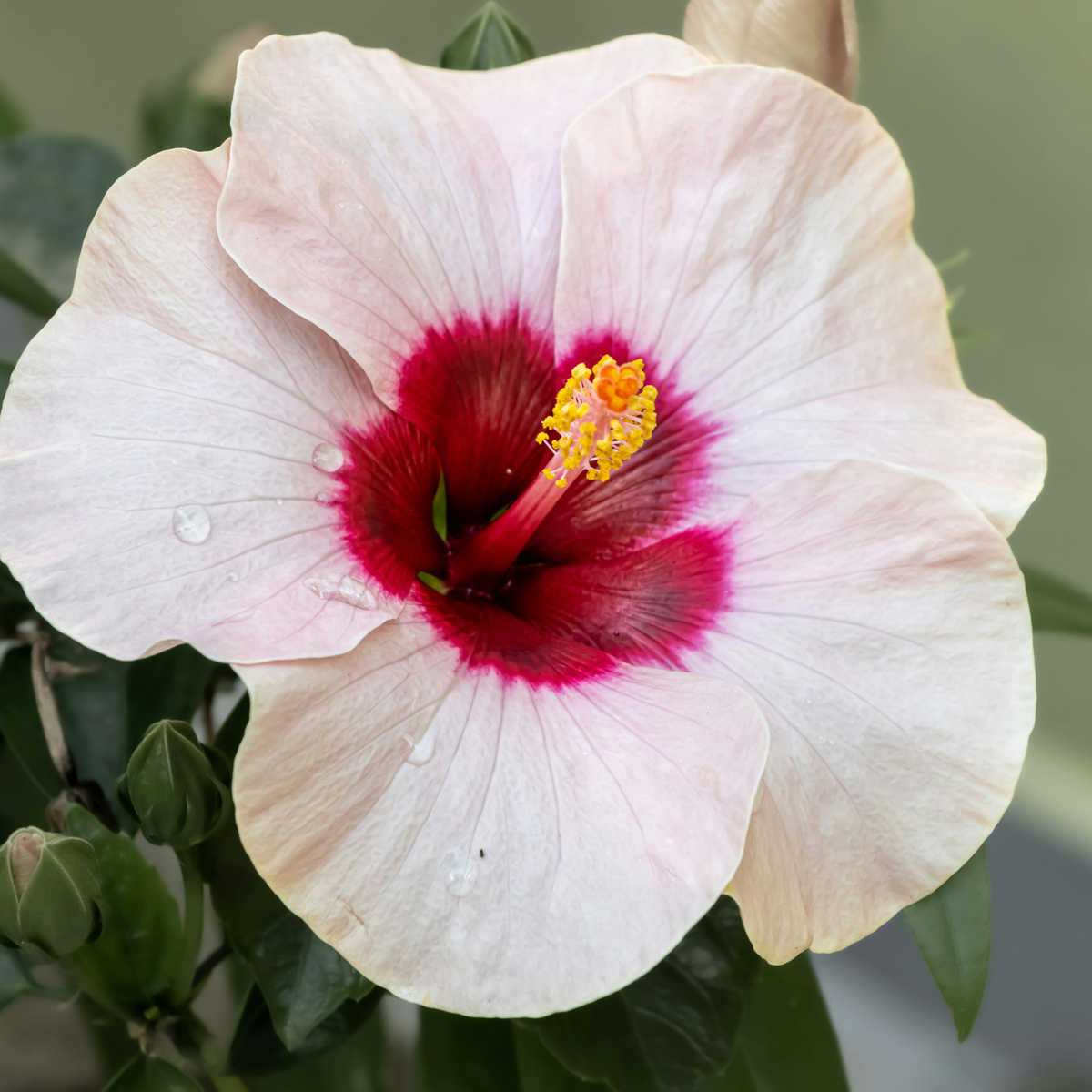 Hibiscus de Chine - Hibiscus rosa-sinensis - Hauteur 40-50cm - ø17cm