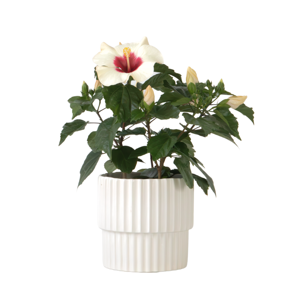 Hibiscus de Chine - Hibiscus rosa-sinensis - Hauteur 40-50cm - ø17cm