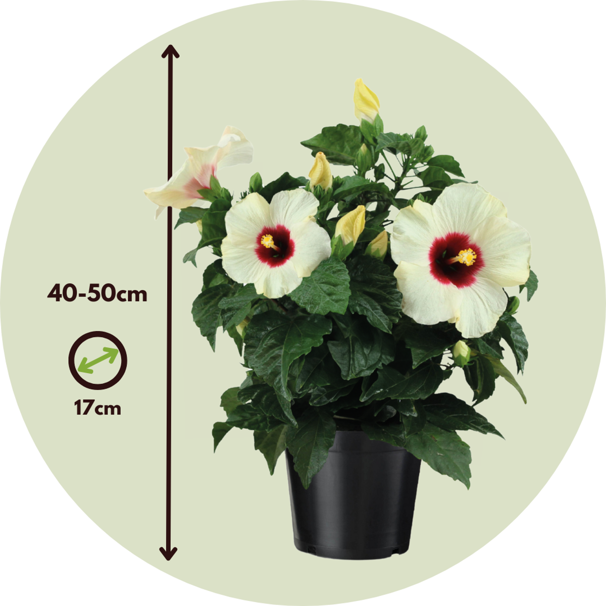Hibiscus de Chine - Hibiscus rosa-sinensis - Hauteur 40-50cm - ø17cm