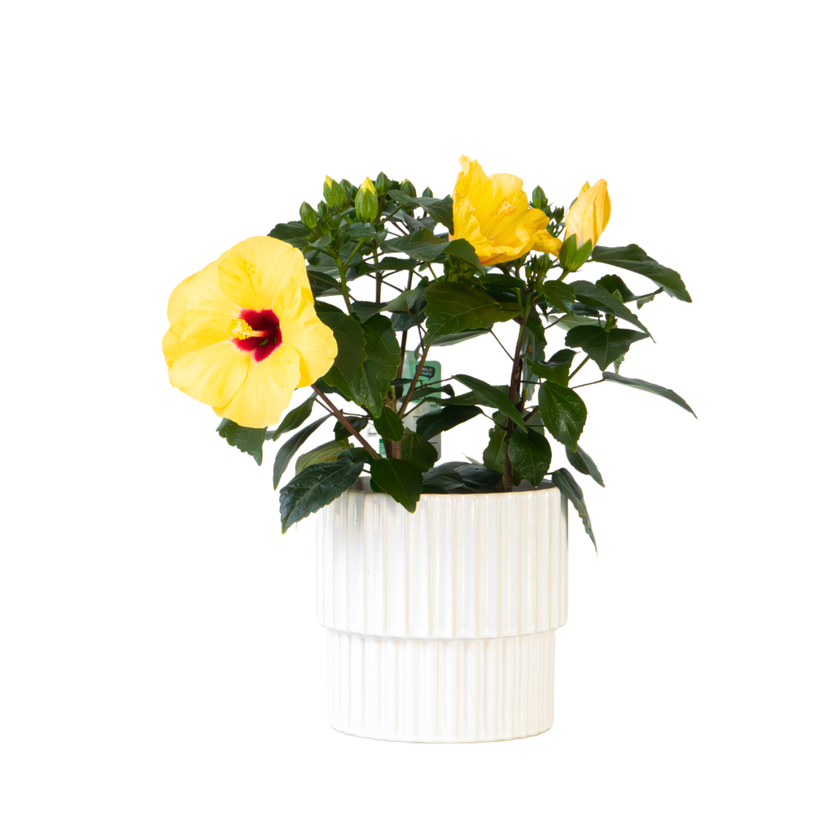 Yellow Chinese Hibiscus - Hibiscus rosa-sinensis - Height 40-50cm - ø17cm