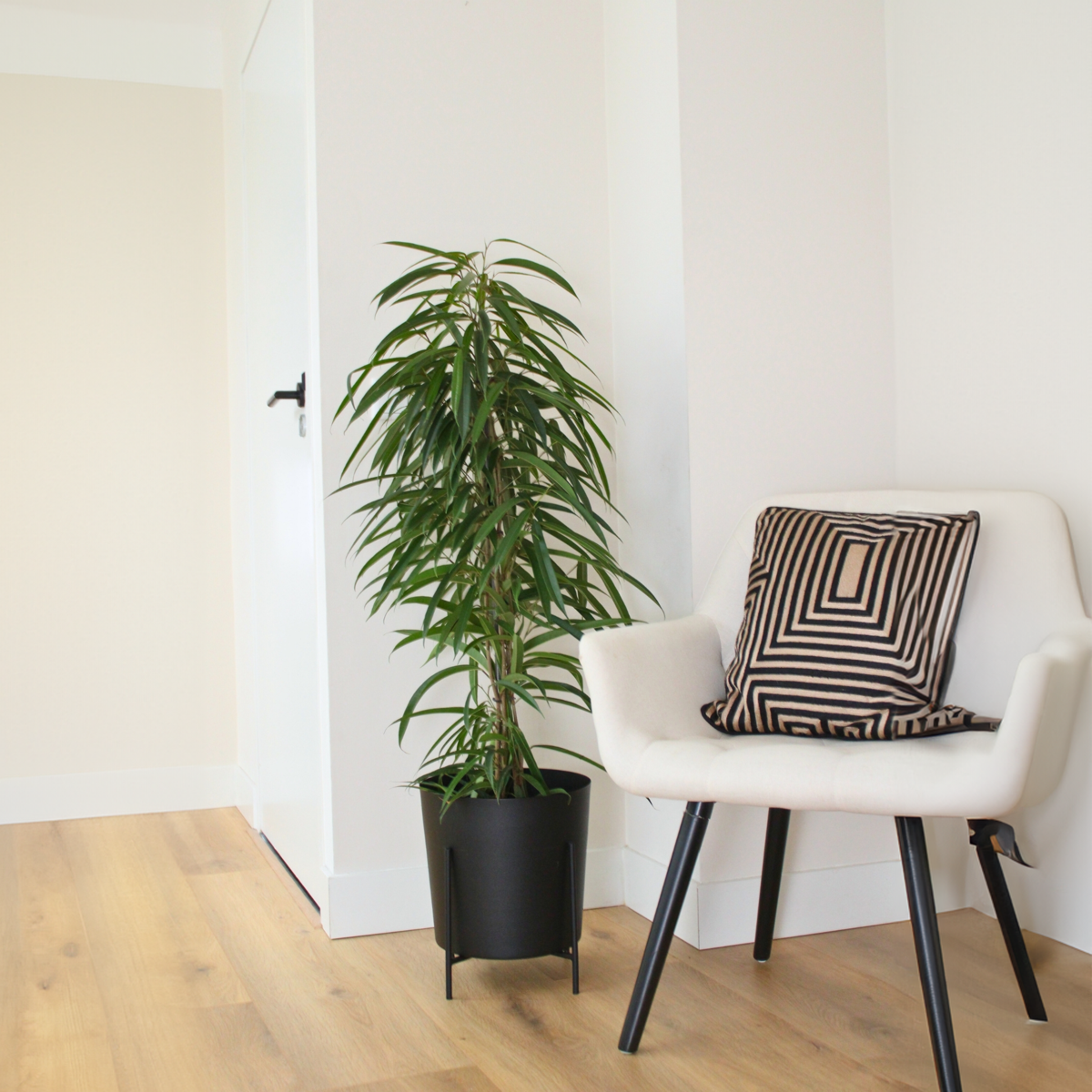Weeping fig - Ficus binnendijkii - Height 100-110cm - ⌀21cm