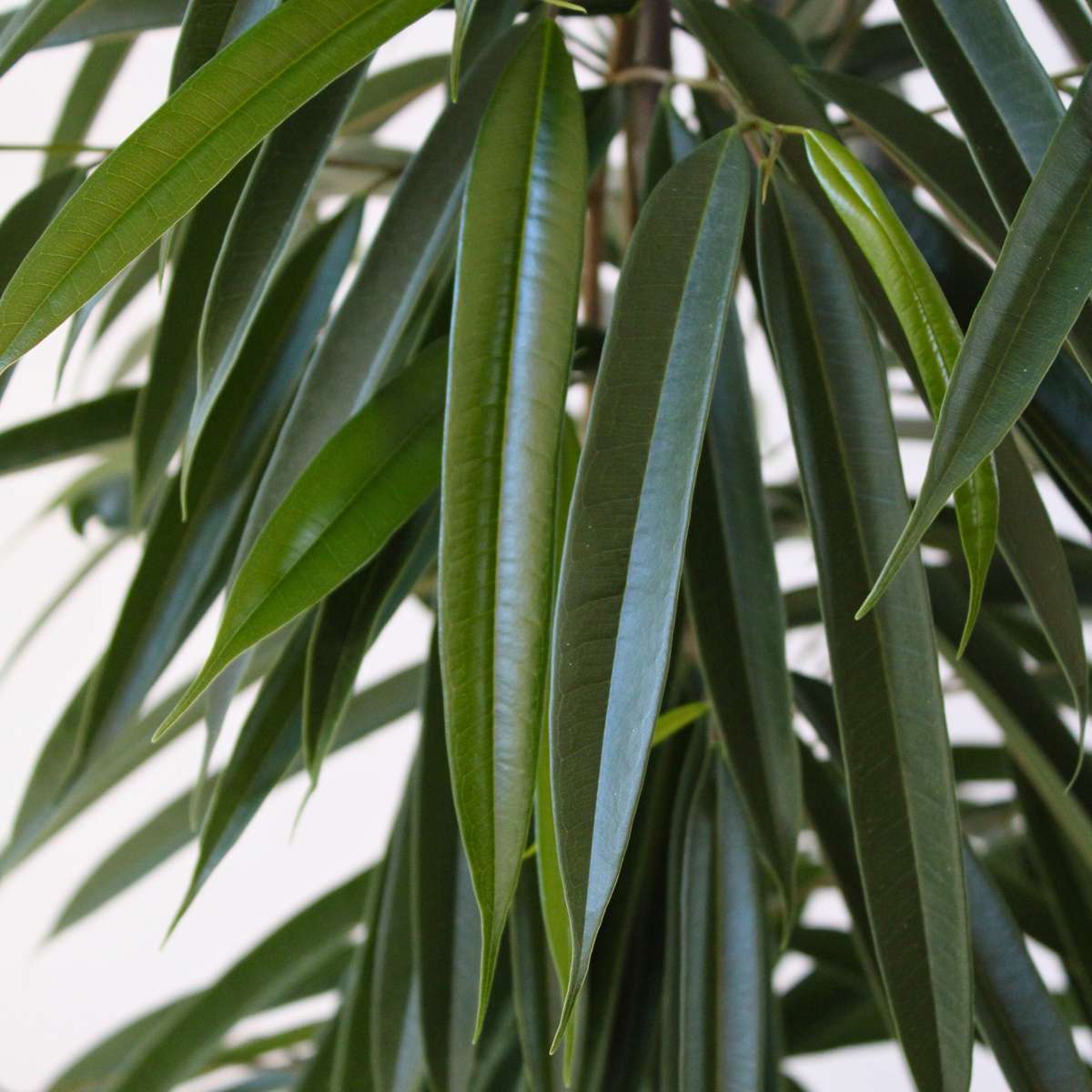 Weeping fig - Ficus binnendijkii - Height 100-110cm - ⌀21cm