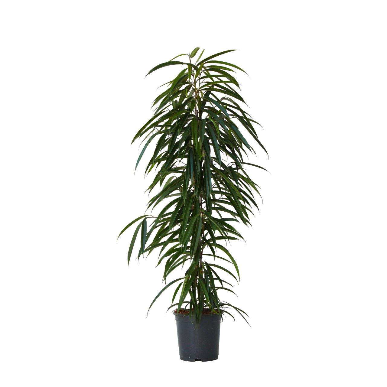 Weeping fig - Ficus binnendijkii - Height 100-110cm - ⌀21cm