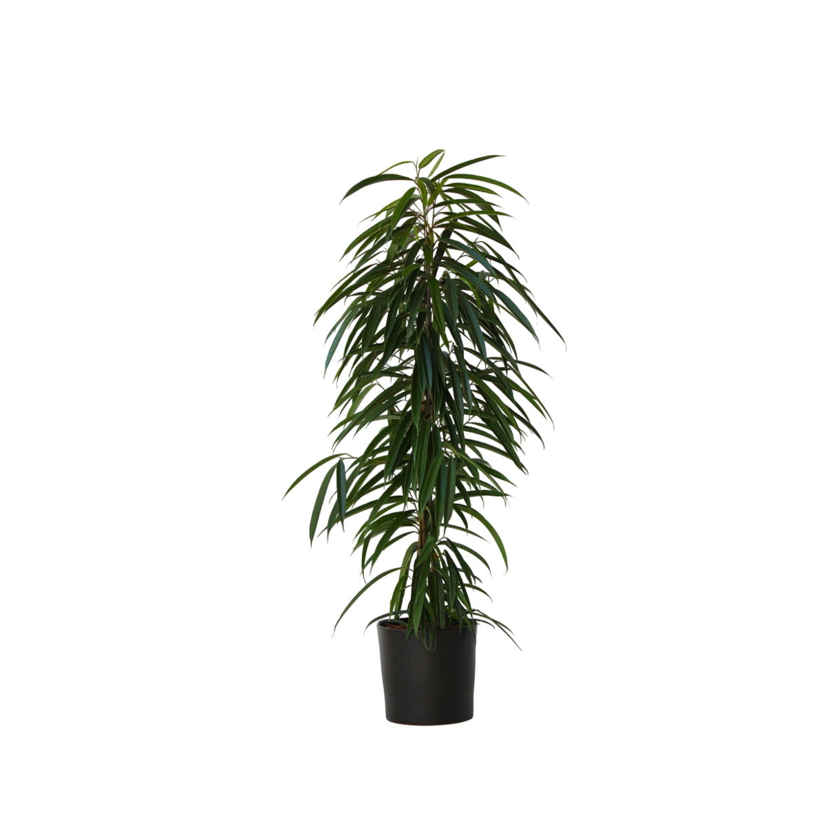 Weeping fig - Ficus binnendijkii - Height 100-110cm - ⌀21cm