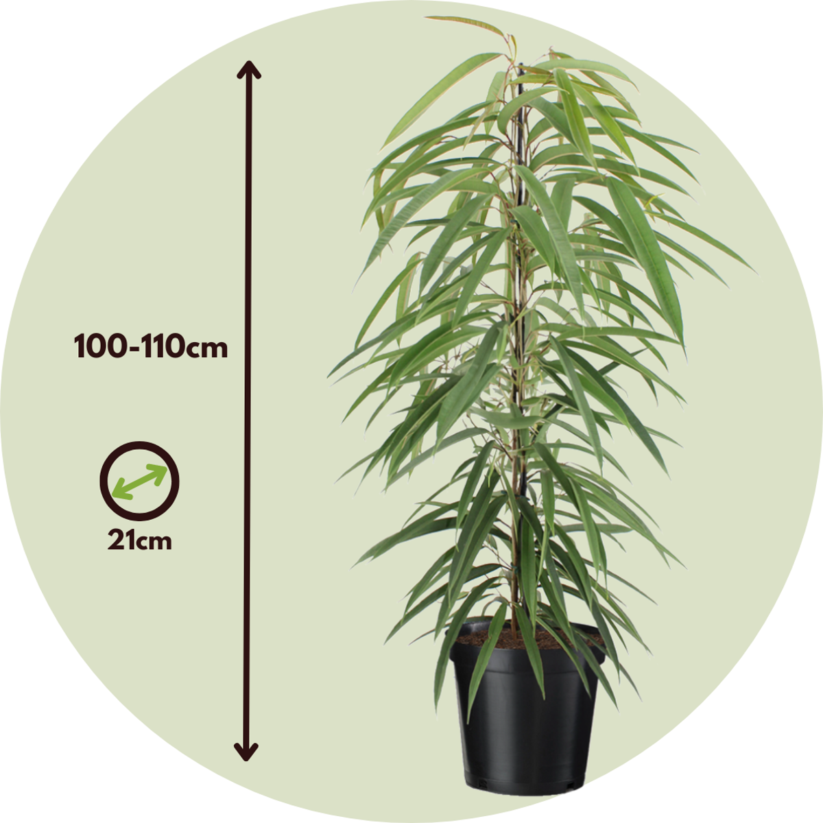 Weeping fig - Ficus binnendijkii - Height 100-110cm - ⌀21cm