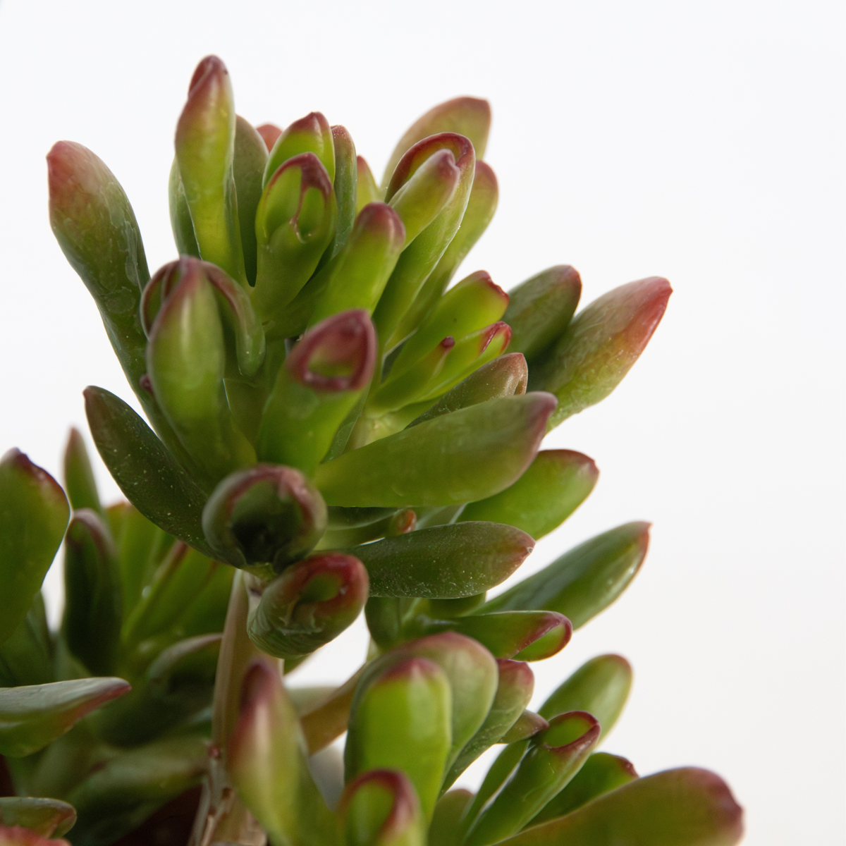 Plante de Jade - Crassula ovata 'Gollum' - Hauteur 15-25 cm - Pot 12 cm