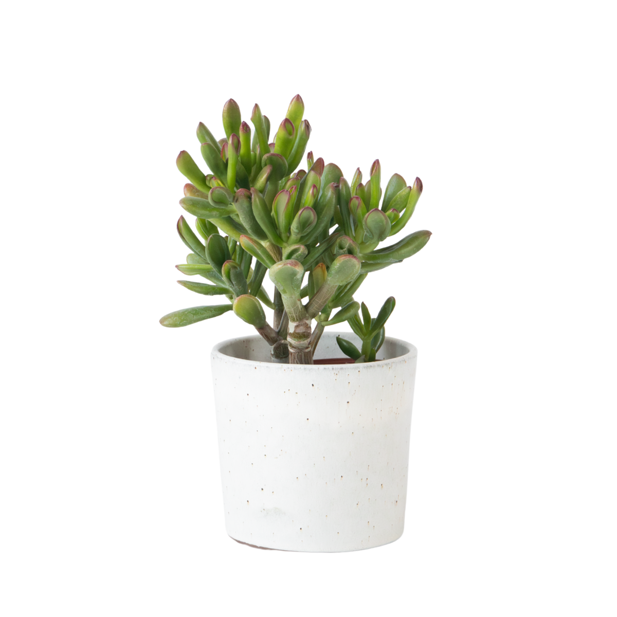Plante de Jade - Crassula ovata 'Gollum' - Hauteur 15-25 cm - Pot 12 cm