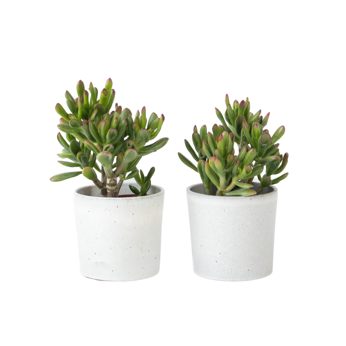 Plante de Jade - Lot de 2 - Crassula ovata 'Gollum' - Hauteur 15-25cm - Pot 12cm