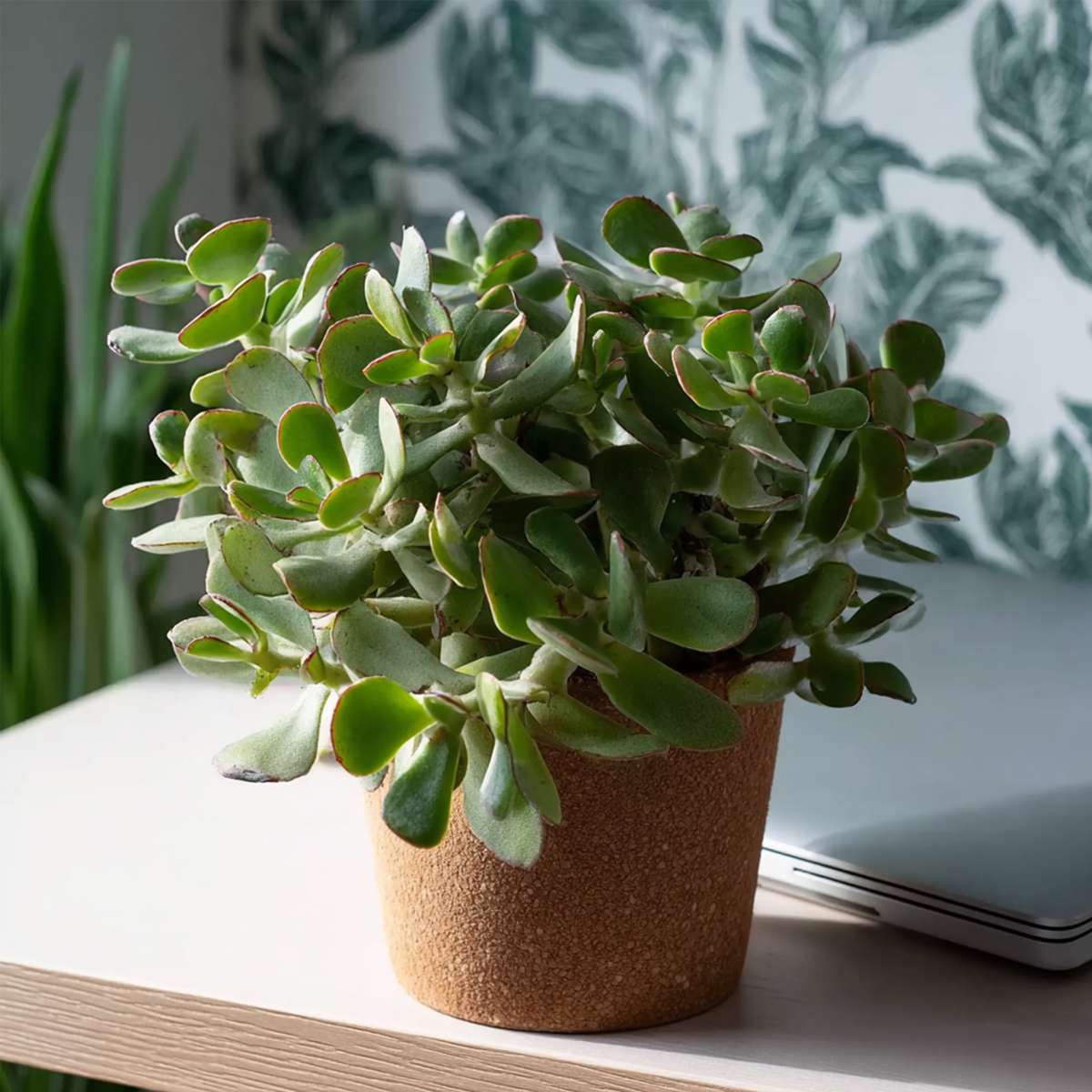 Plante de jade - Crassula arborescens 'Curly' - Hauteur 15-25 cm - Pot 12 cm
