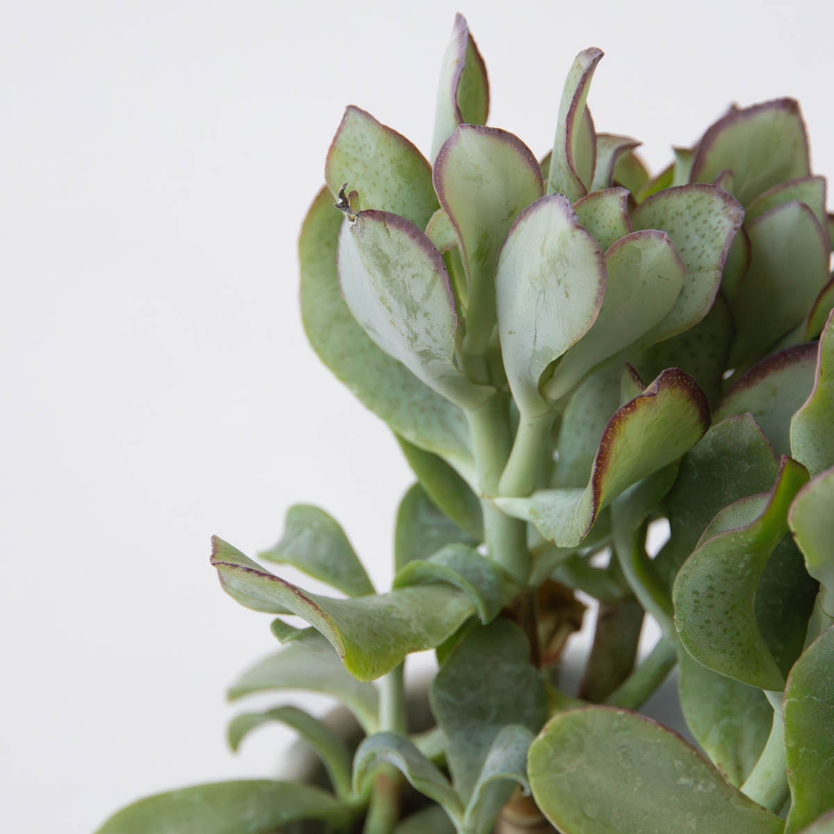 Plante de jade - Crassula arborescens 'Curly' - Hauteur 15-25 cm - Pot 12 cm