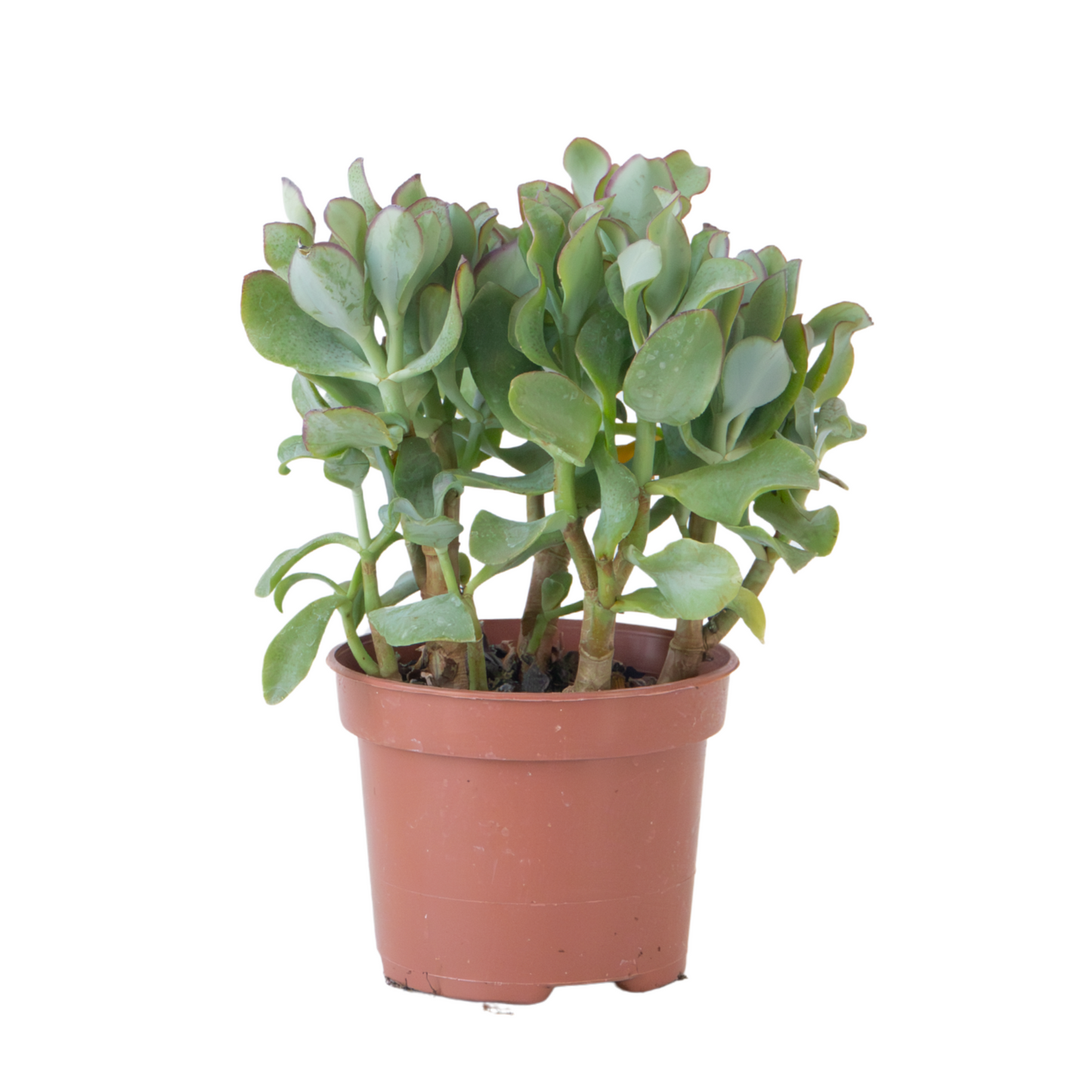 Plante de jade - Crassula arborescens 'Curly' - Hauteur 15-25 cm - Pot 12 cm