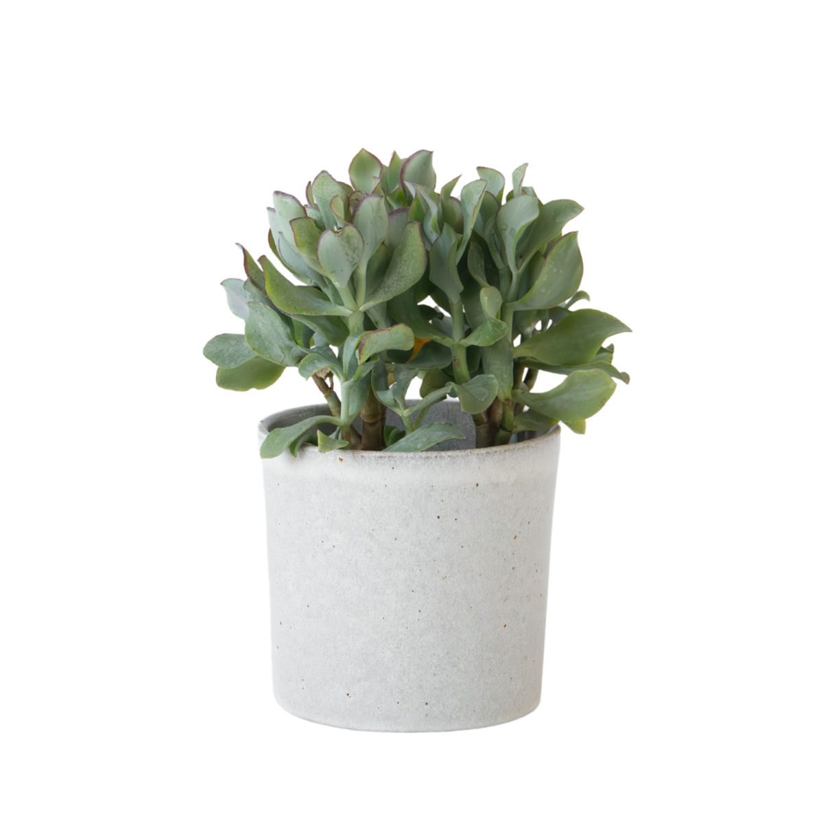 Plante de jade - Crassula arborescens 'Curly' - Hauteur 15-25 cm - Pot 12 cm