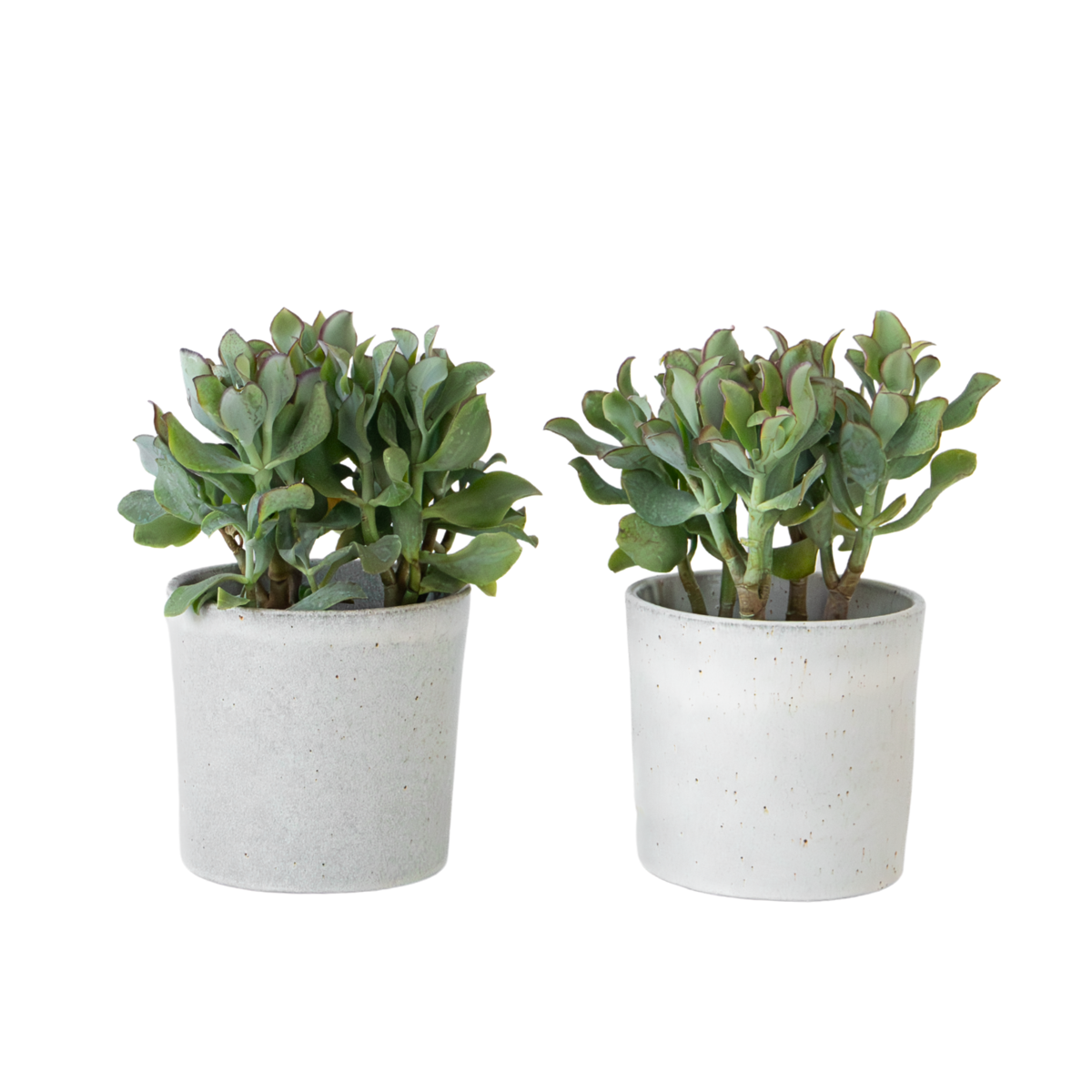 Plante de jade - Lot de 2 - Crassula arborescens 'Curly' - Pot 12 cm