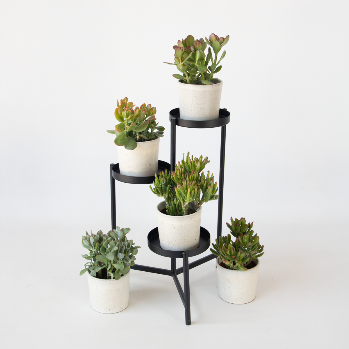 Arbre à argent - Mix 5 Crassula ovata - H. 10-25 cm - Pot 12 cm