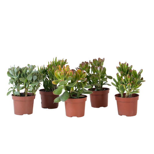 Arbre à argent - Mix 5 Crassula ovata - H. 10-25 cm - Pot 12 cm