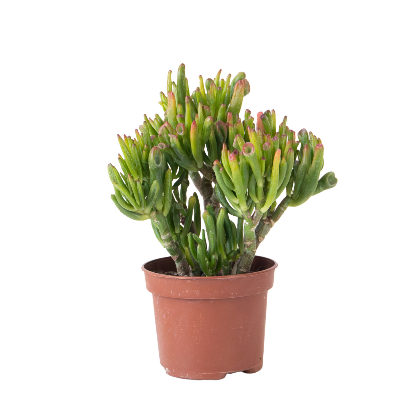 Arbre de jade - Crassula ovata 'Hobbit' - Hauteur 10-20cm - ⌀12cm