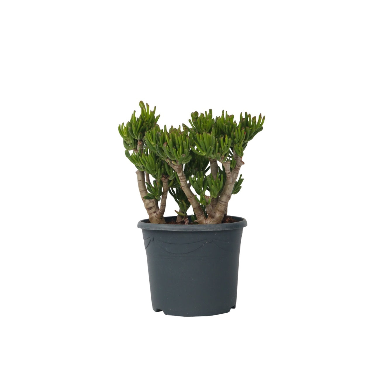 Arbre de jade - Crassula ovata 'Hobbit' - Hauteur 55-60cm - ⌀30cm