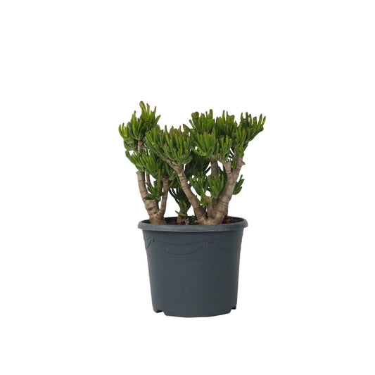 Arbre de jade - Crassula ovata 'Hobbit' - Hauteur 55-60cm - ⌀30cm