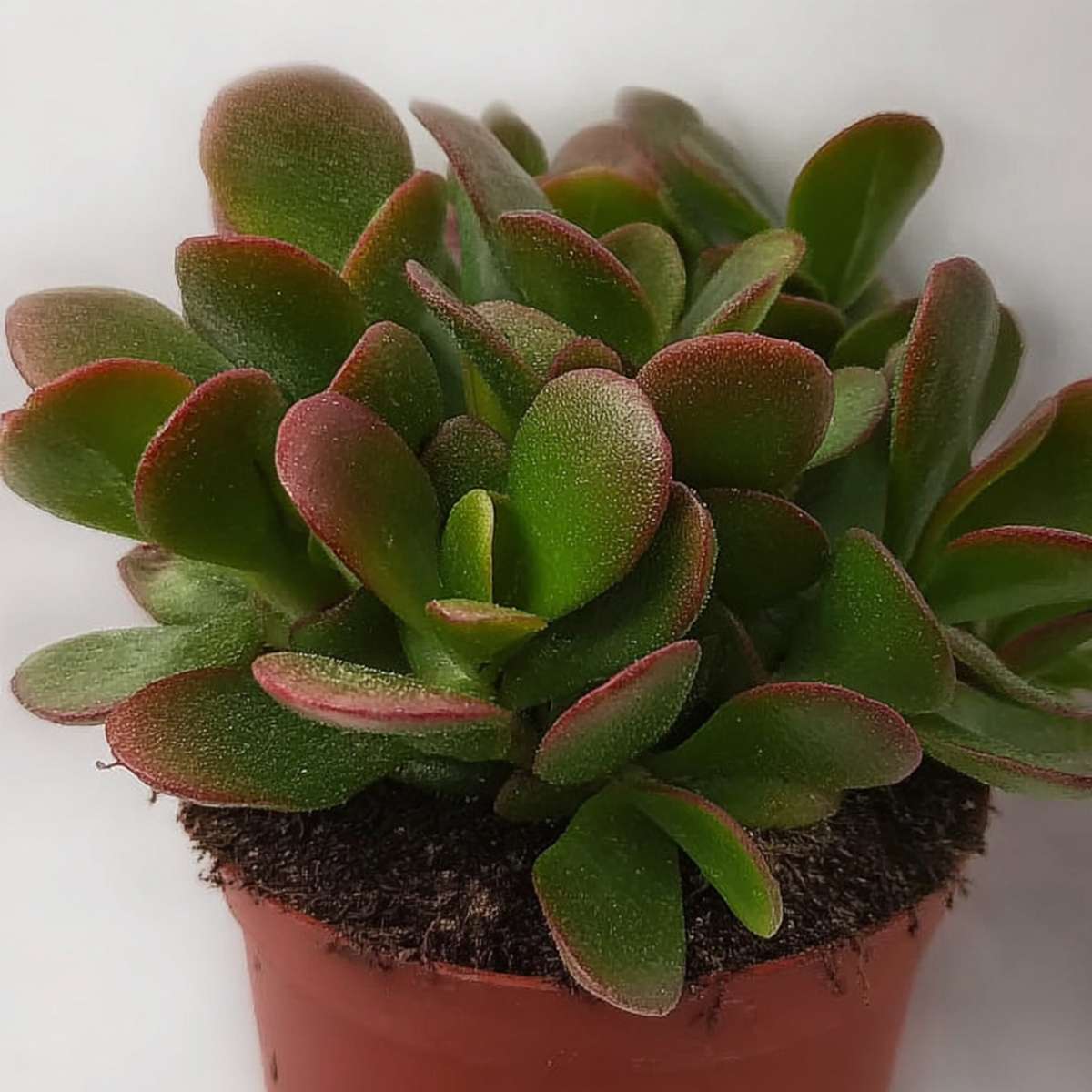 Arbre de jade - Crassula ovata 'Sunset' - Hauteur 15-20cm - ⌀12cm