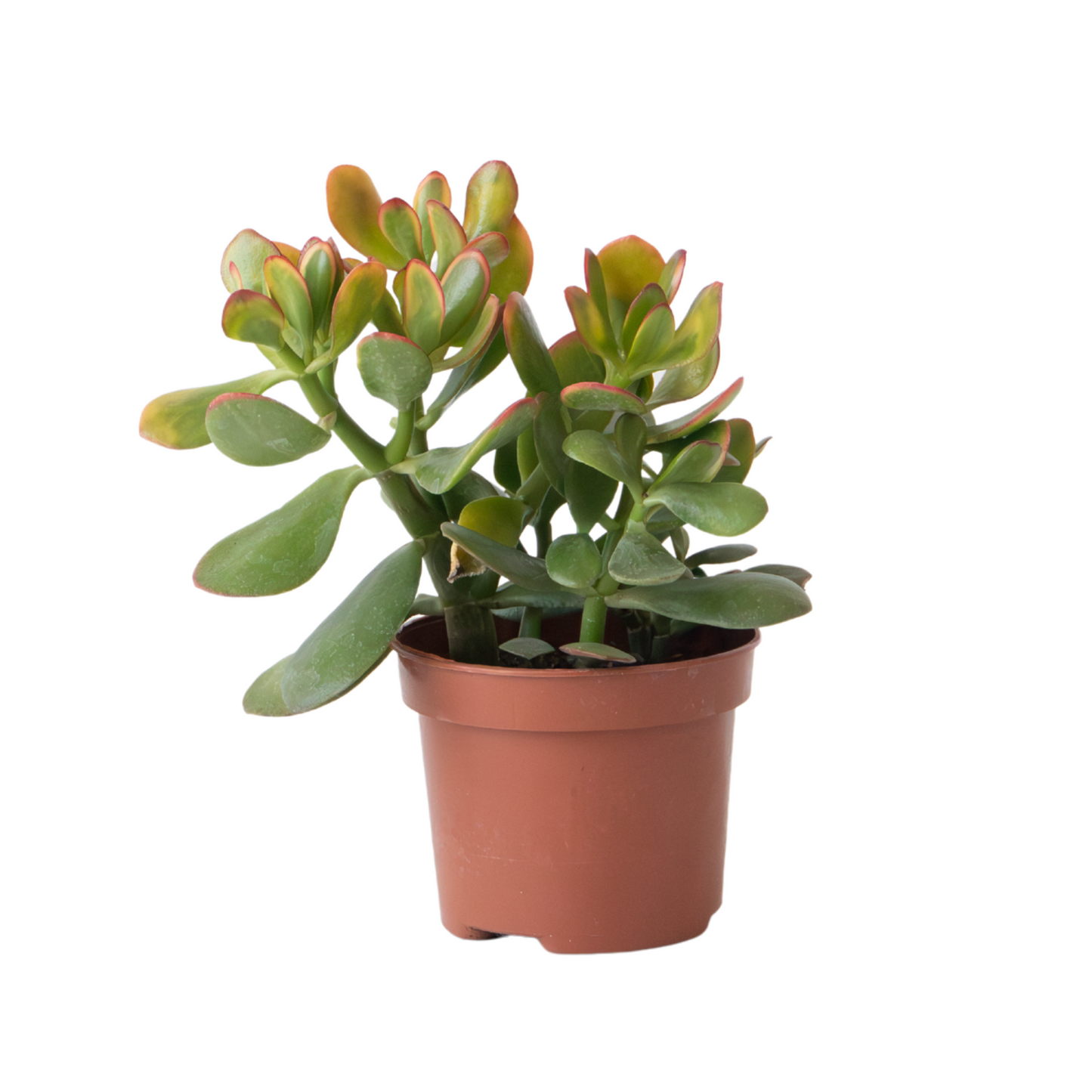 Arbre de jade - Crassula ovata 'Sunset' - Hauteur 15-20cm - ⌀12cm