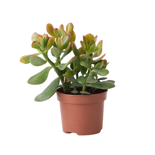 Arbre de jade - Crassula ovata 'Sunset' - Hauteur 15-20cm - ⌀12cm