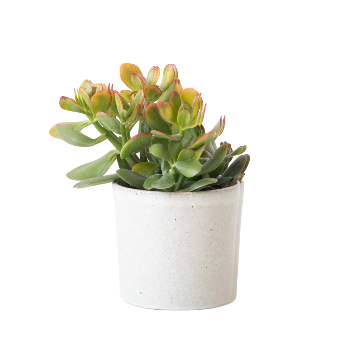 Arbre de jade - Crassula ovata 'Sunset' - Hauteur 15-20cm - ⌀12cm