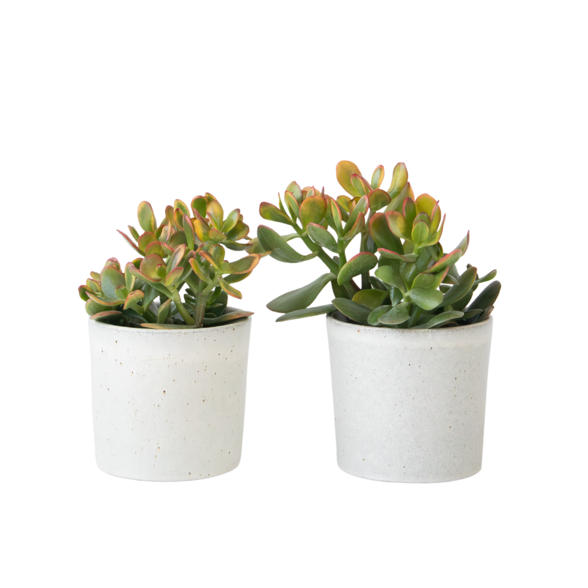 Arbre de jade - Lot de 2 - Crassula ovata 'Sunset' - Hauteur 15-20cm - ⌀12cm
