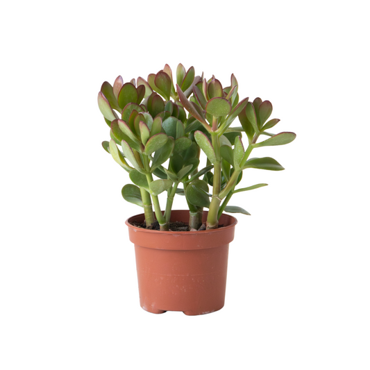Arbre à jade - Crassula ovata - Hauteur 15-25cm - ø12cm