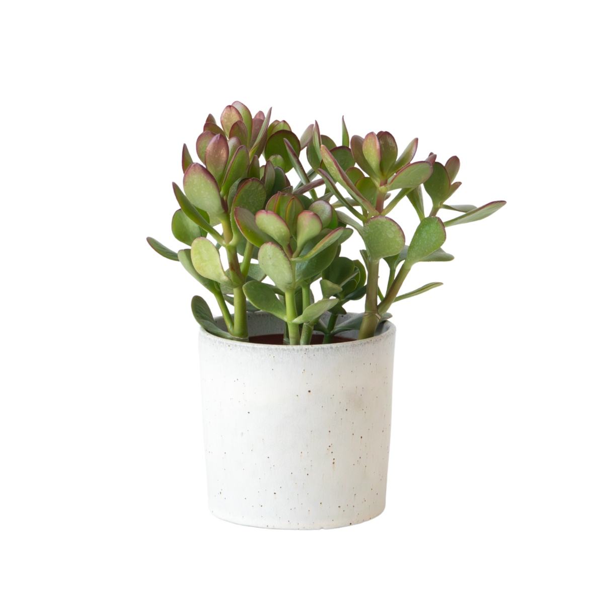 Arbre à jade - Crassula ovata - Hauteur 15-25cm - ø12cm