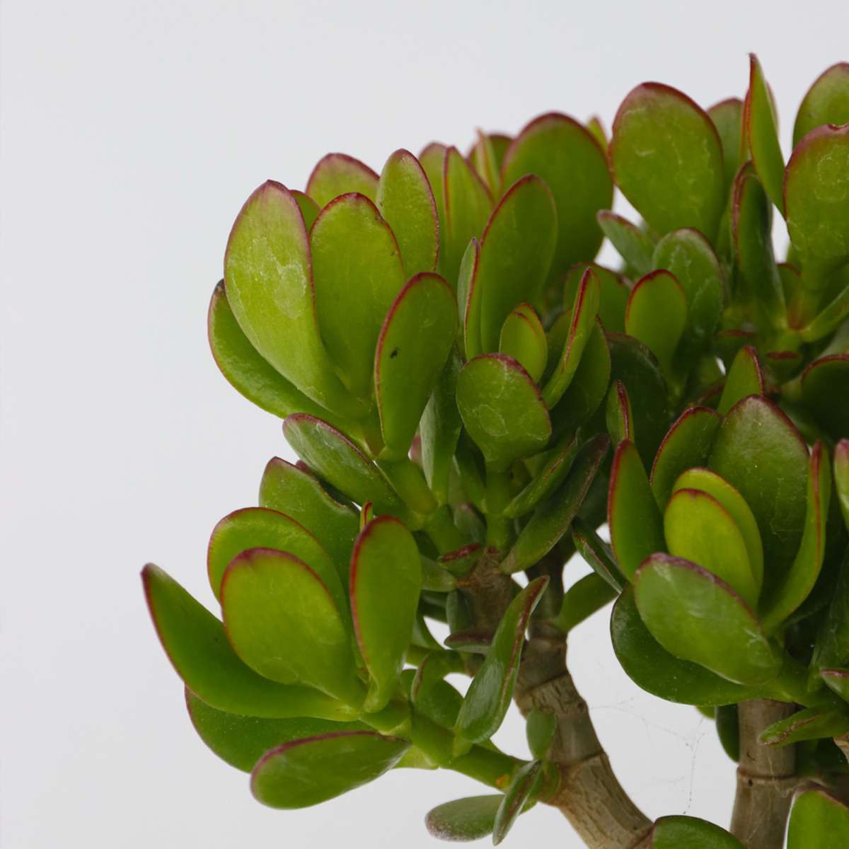 Arbre à jade - Lot 2 - Crassula ovata - Hauteur 15-25cm - ø12cm