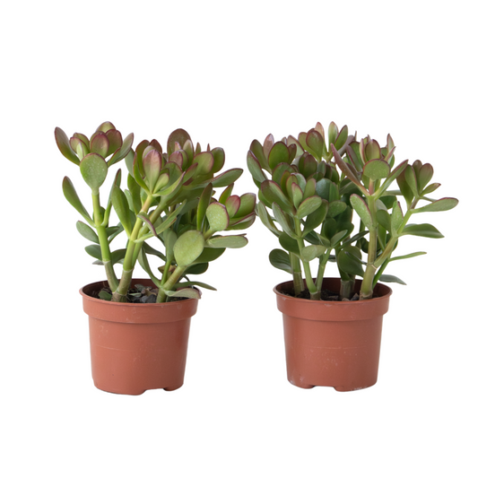Arbre à jade - Lot 2 - Crassula ovata - Hauteur 15-25cm - ø12cm
