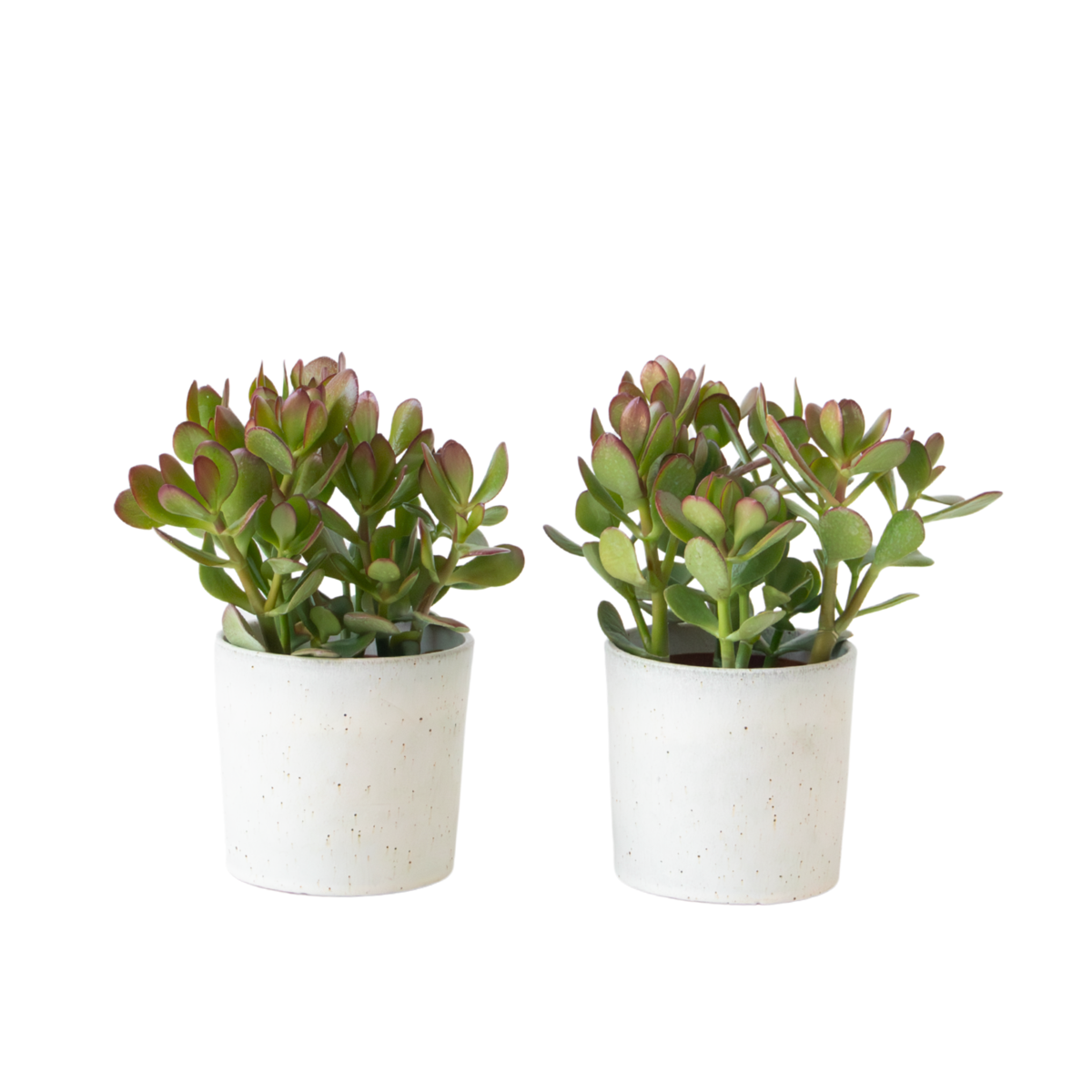 Arbre à jade - Lot 2 - Crassula ovata - Hauteur 15-25cm - ø12cm