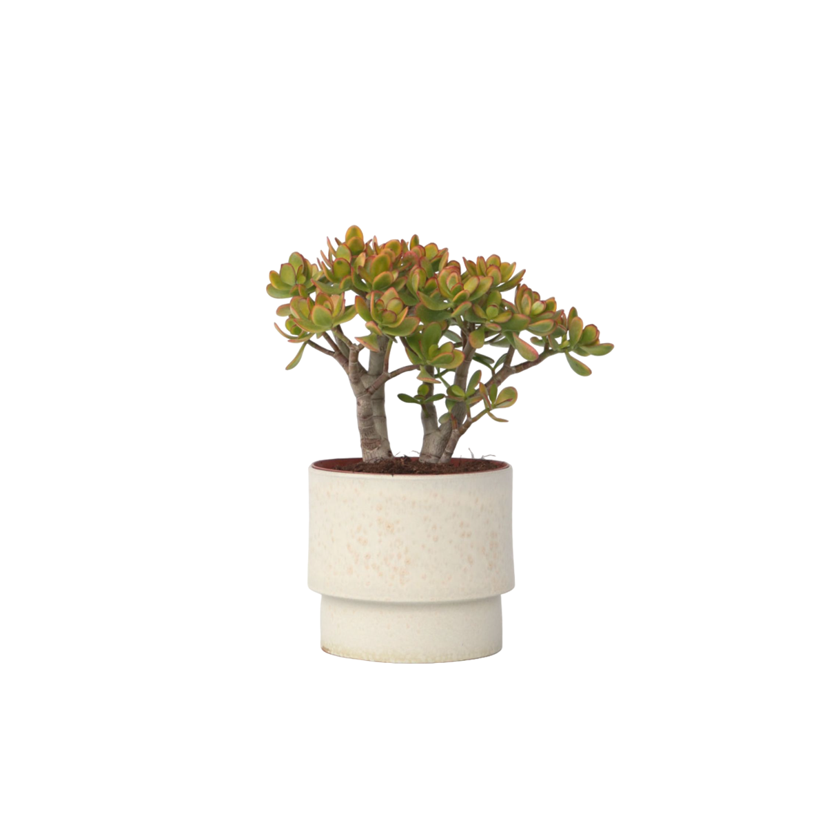 Arbre de jade - Crassula ovata 'Sunset' - Hauteur 45-50cm - ⌀23cm