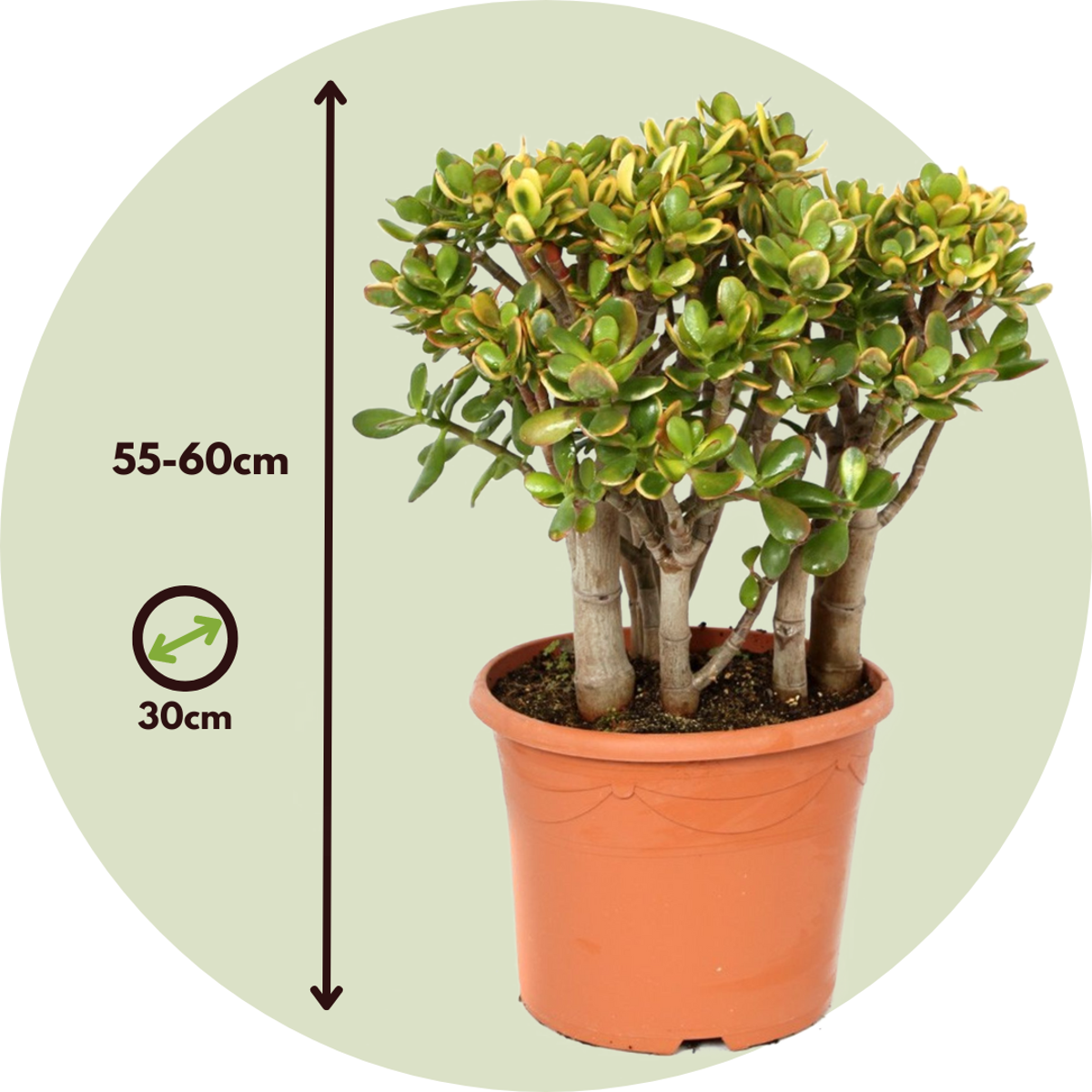 Arbre de jade - Crassula ovata 'Sunset' - Hauteur 55-60cm - ⌀30cm