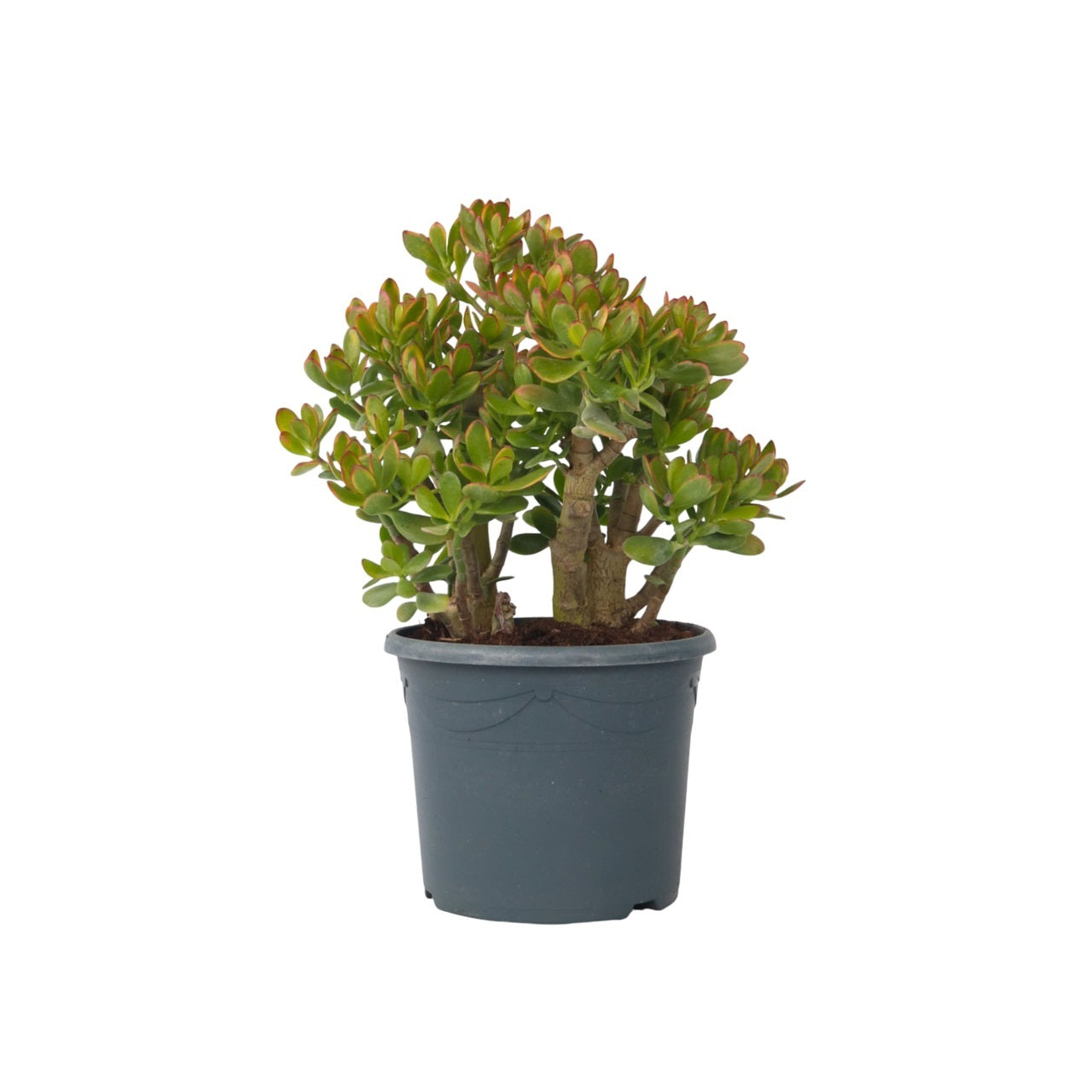 Arbre de jade - Crassula ovata 'Sunset' - Hauteur 55-60cm - ⌀30cm