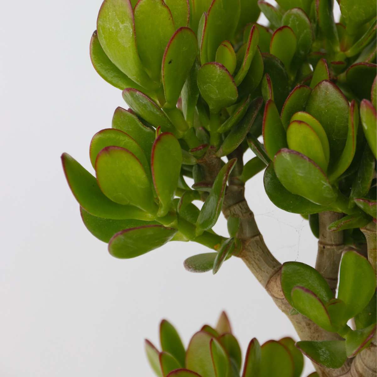 Arbre de jade - Crassula ovata 'Minor' - Hauteur 60-65cm - ⌀30cm