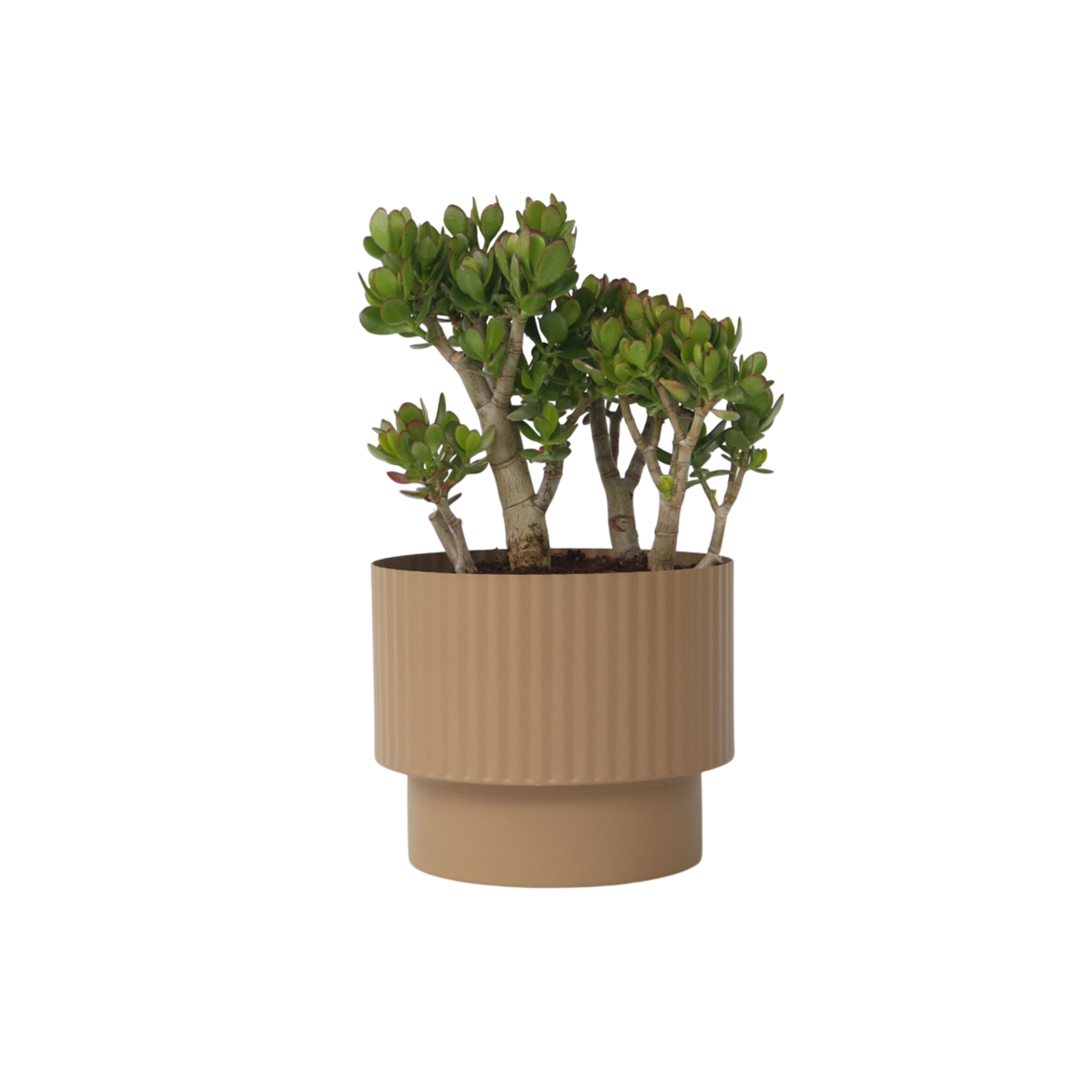 Arbre de jade - Crassula ovata 'Minor' - Hauteur 60-65cm - ⌀30cm