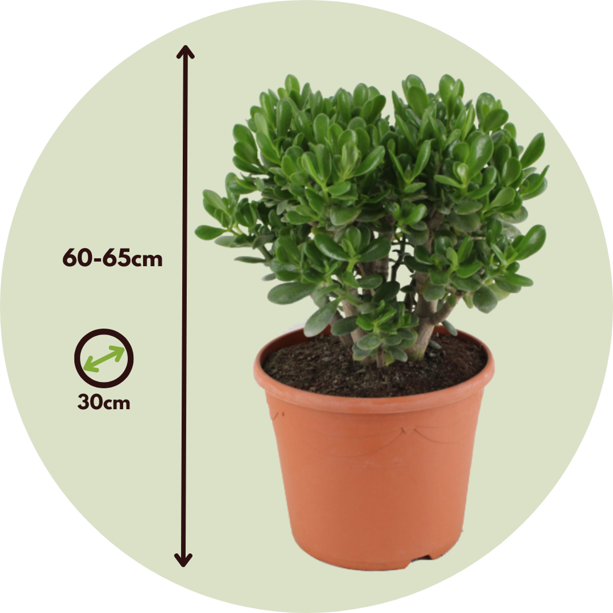 Arbre de jade - Crassula ovata 'Minor' - Hauteur 60-65cm - ⌀30cm